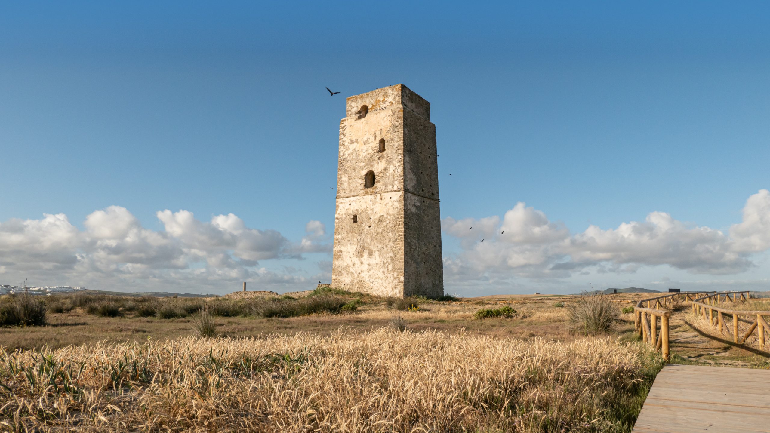 Vista de un ave protegida Ibis eremita volando sobre la torre del Prado de Castilnovo.