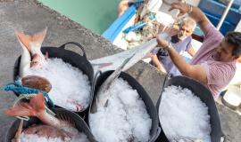 Se aprecia como pescadores de una barca vacía pescado en recipientes con hielo y sal para mantener el pescado fresco